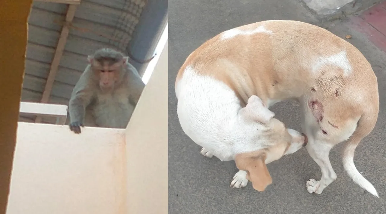 Monkey Dog