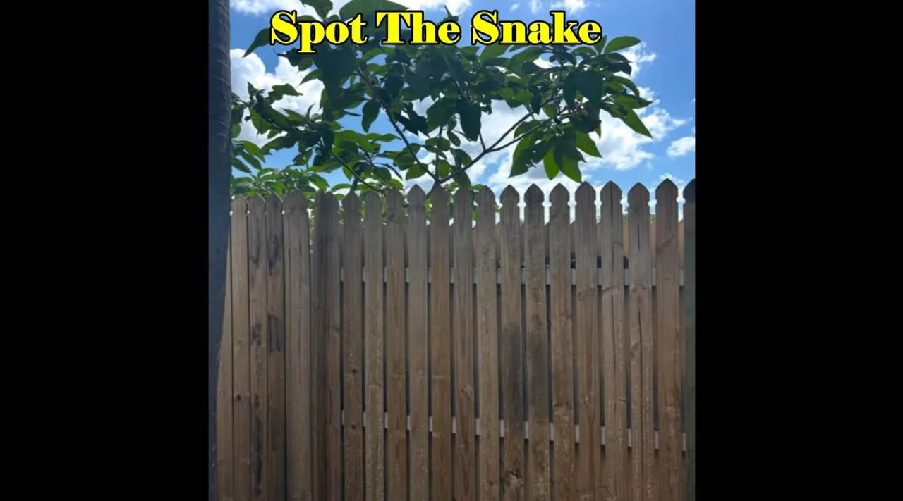 Snake Hidden 