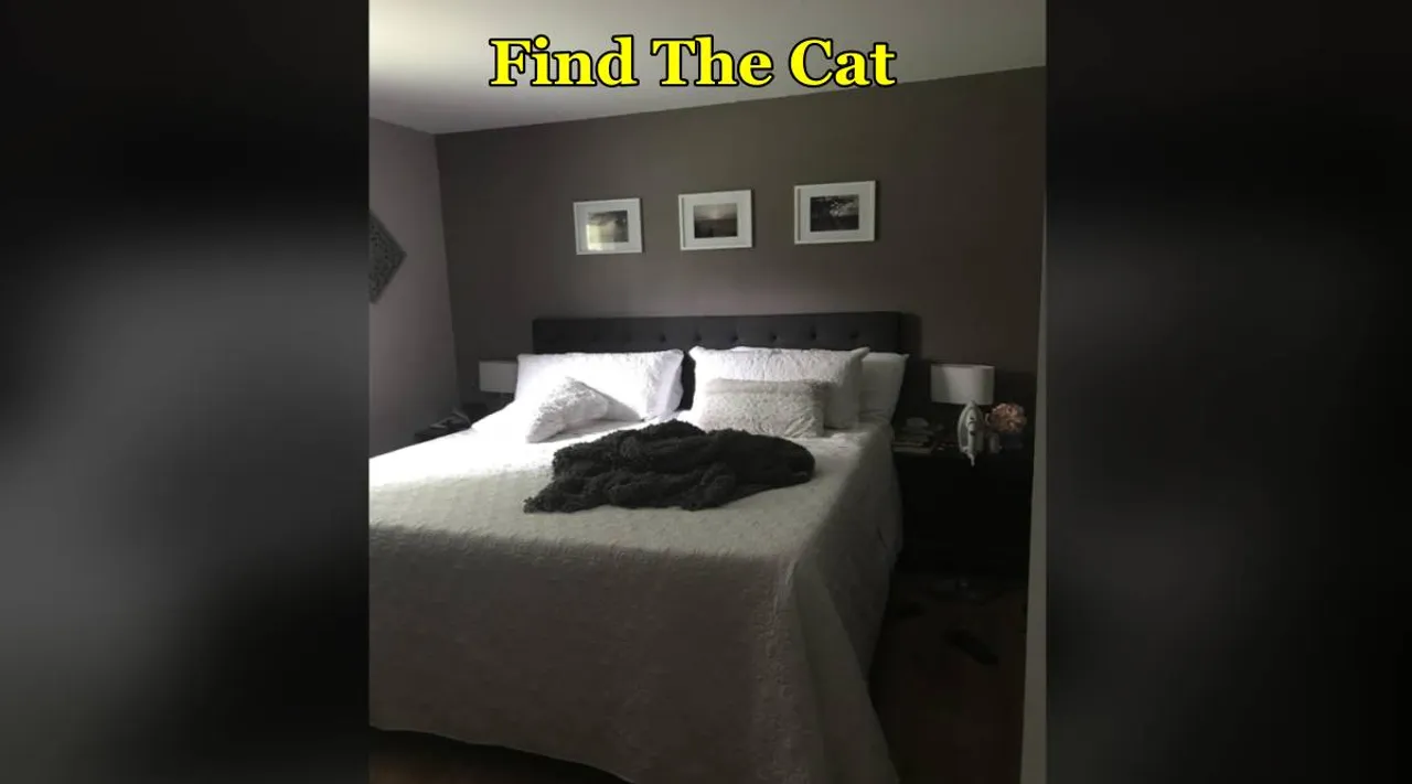 cat in bed 