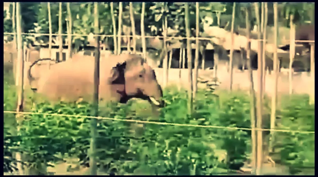 wild elephant 2