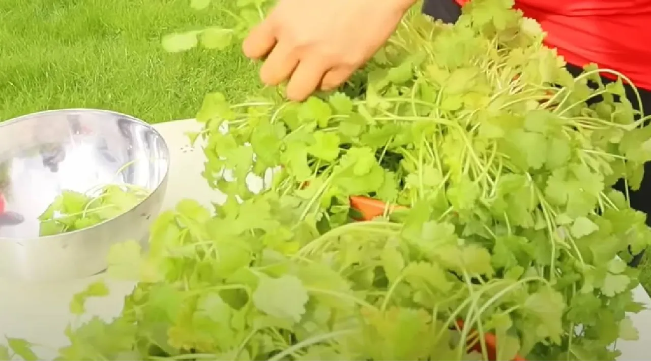 Coriander Leaves
