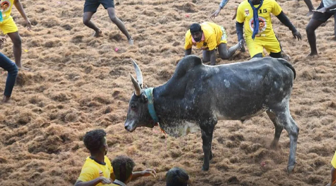 Mdu Jallikattu