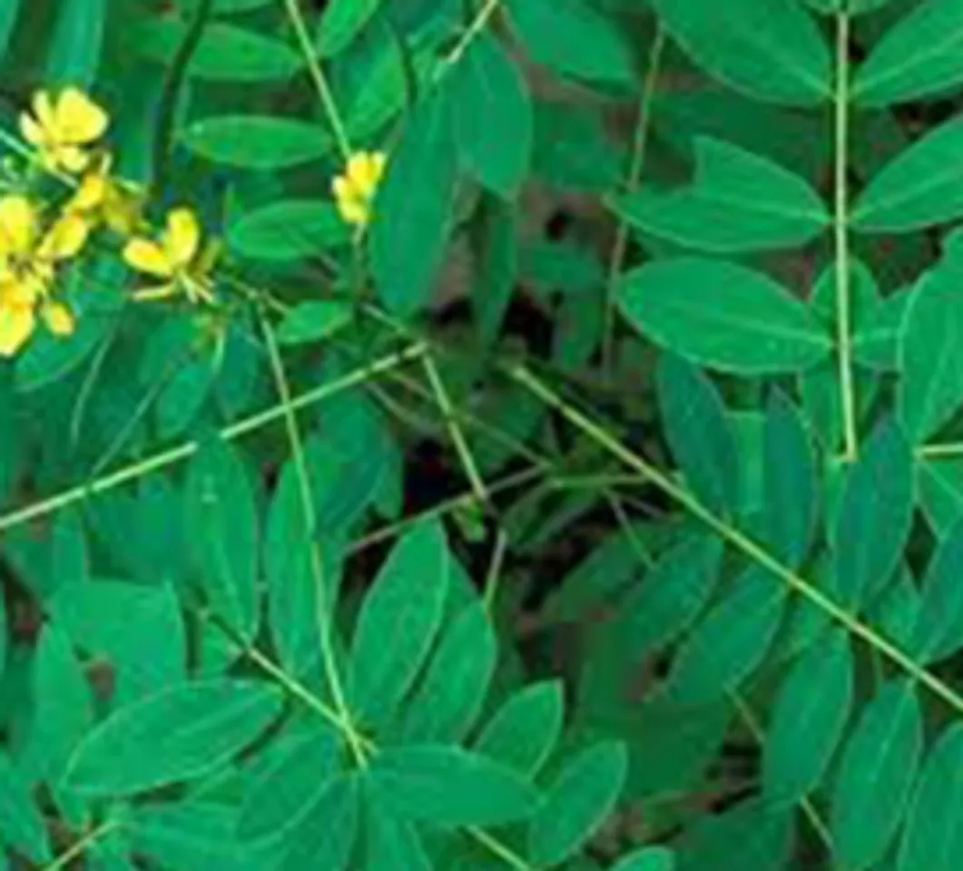 nilavaarai