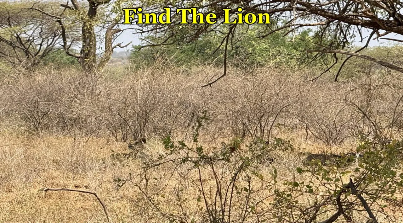 Lion Find