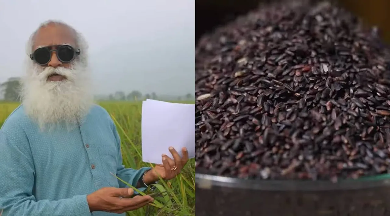 Karuppu kavuni rice jaggi vasudev