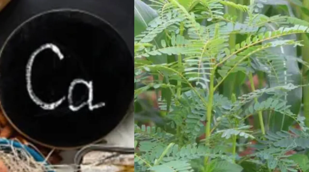 Calcium spinach