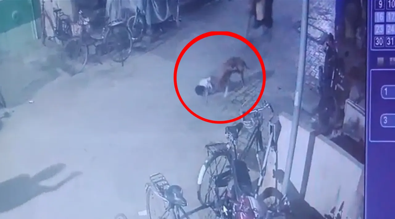 Dog Attack