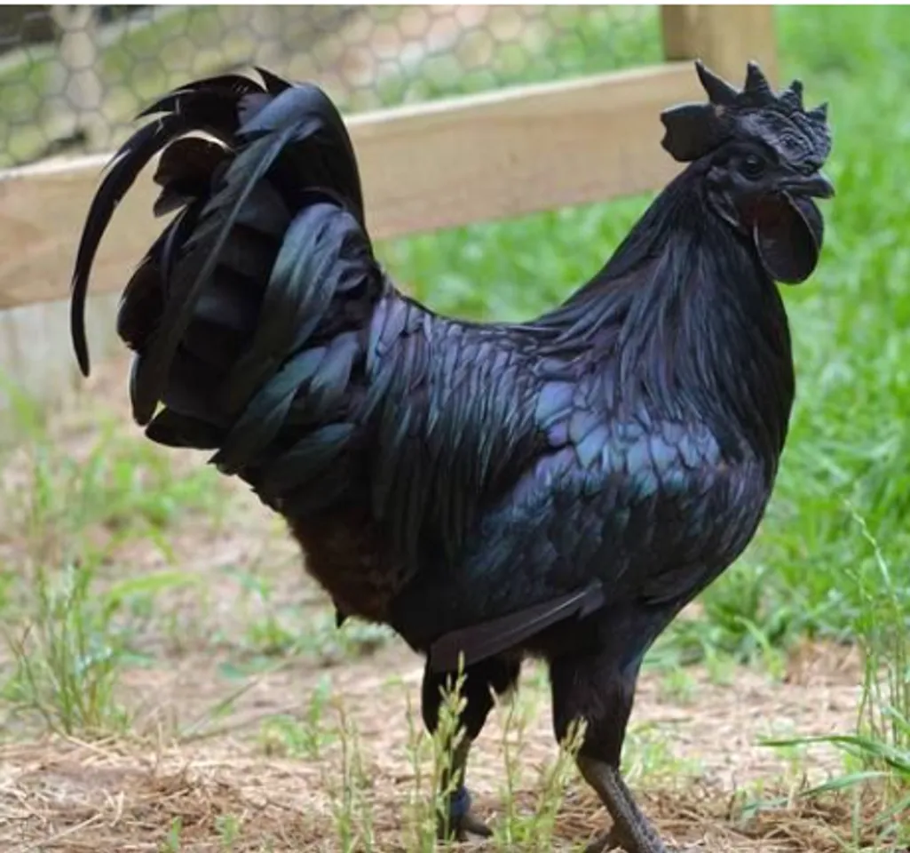 kadaknath chicken