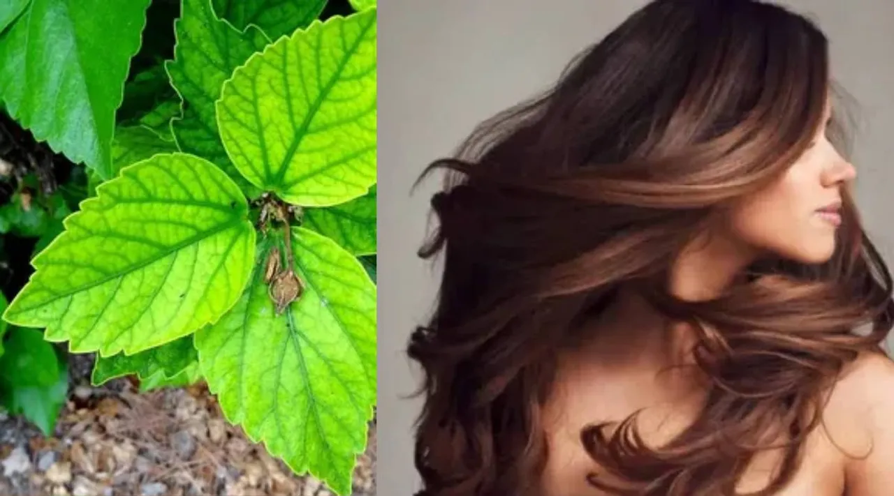 Leaf hair pack