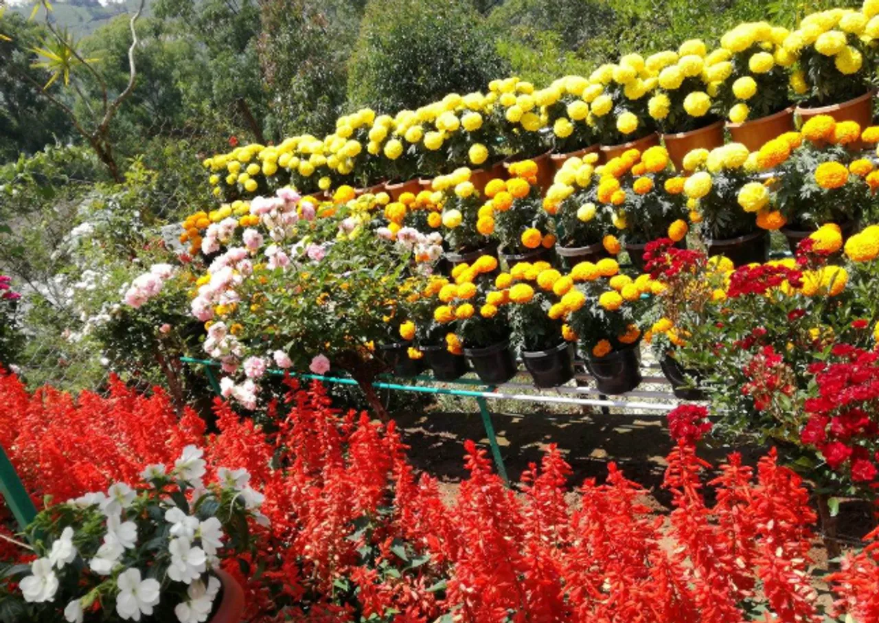 rose garden munnar