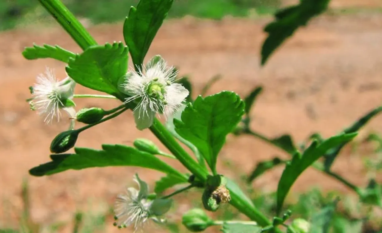 kalluruki leaf