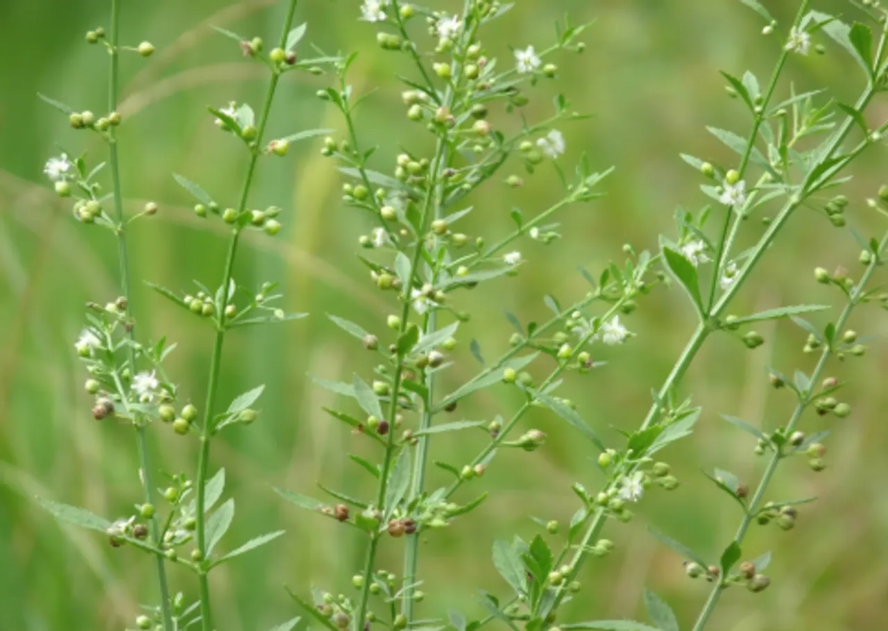 kalluruki leaf