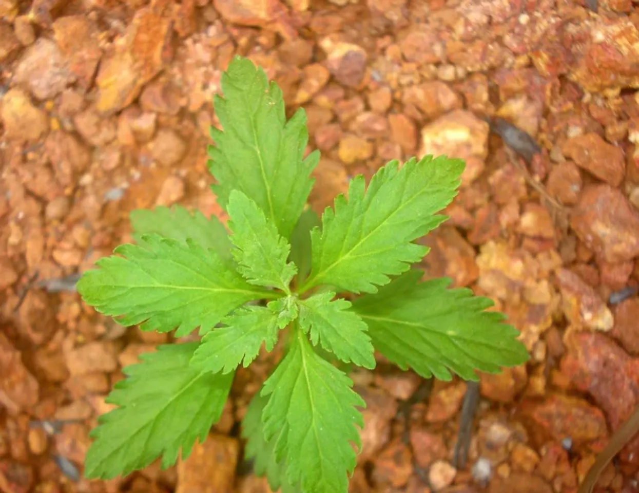 kalluruki leaf