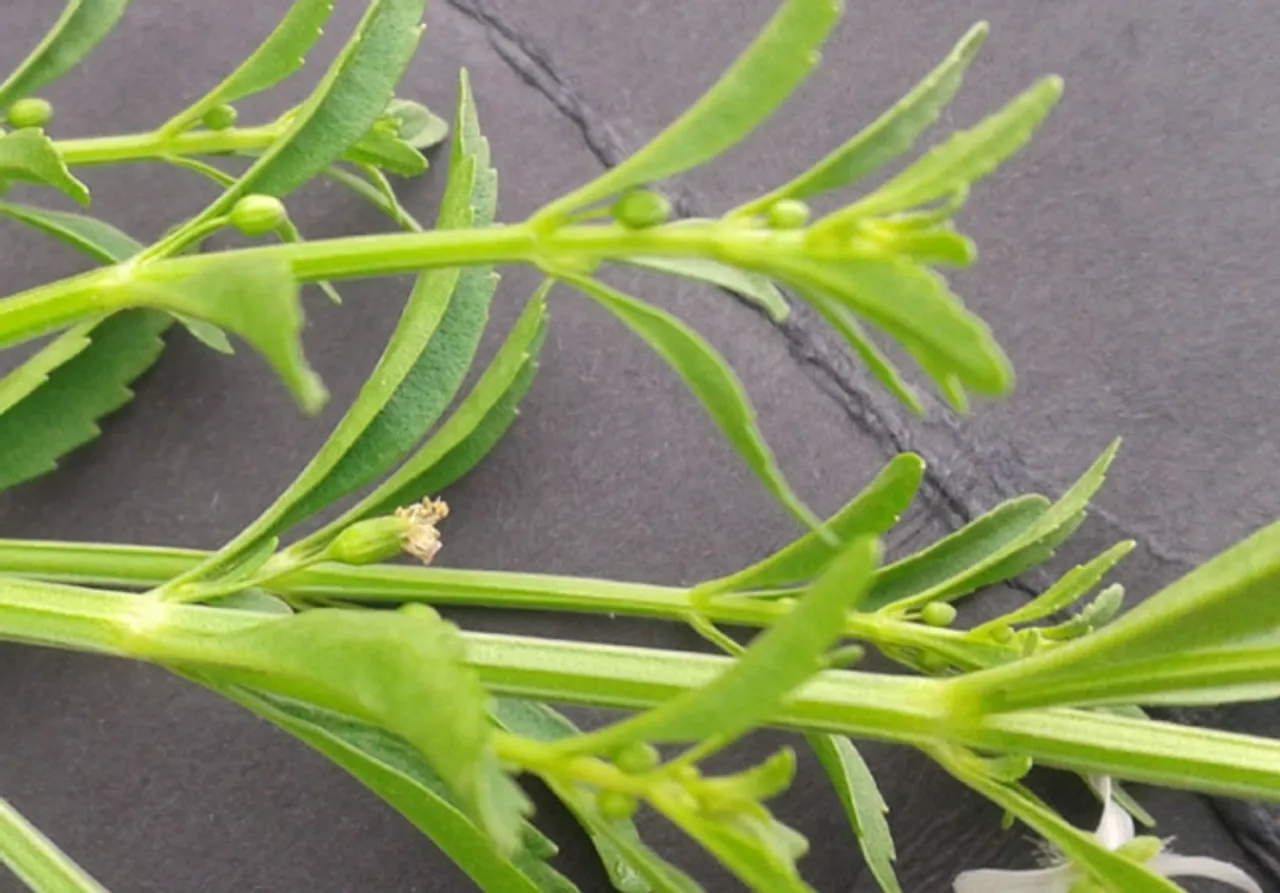 kalluruki leaf