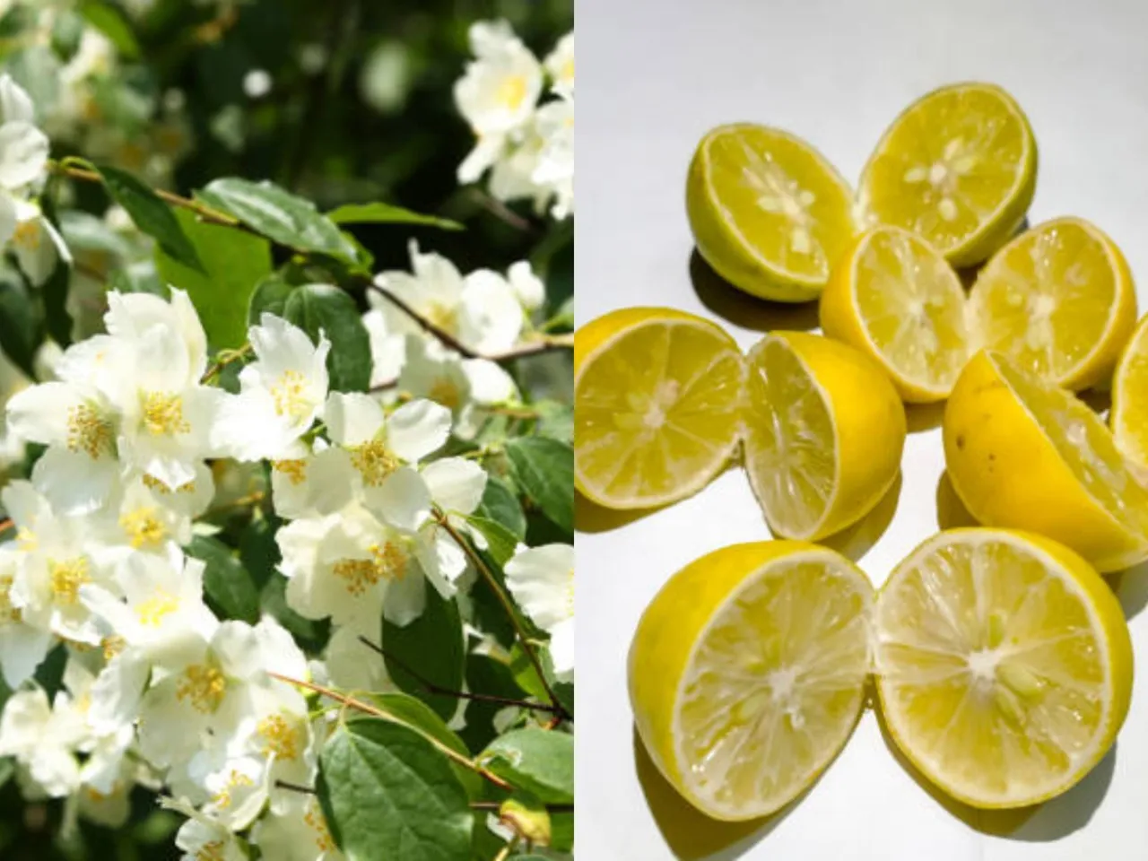 jasmine and lemon