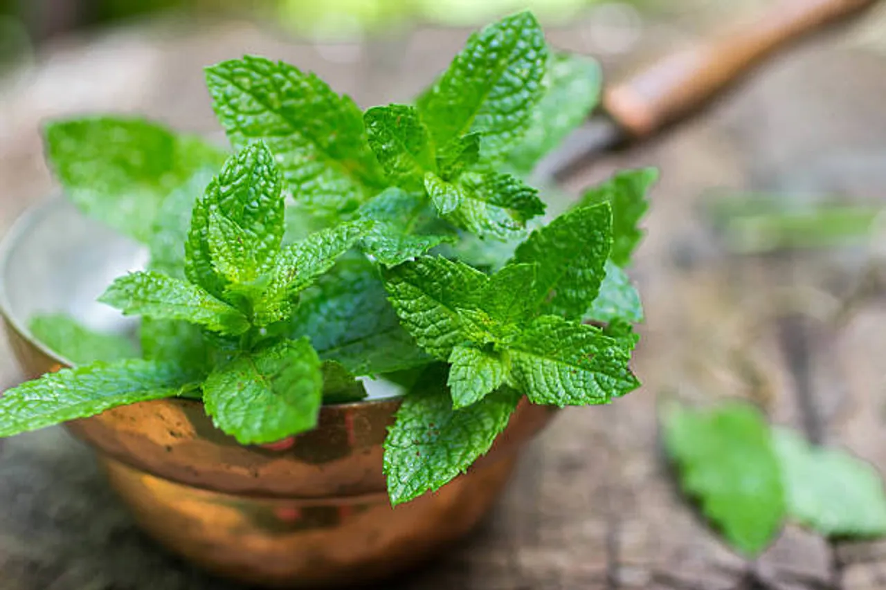 mint leaves