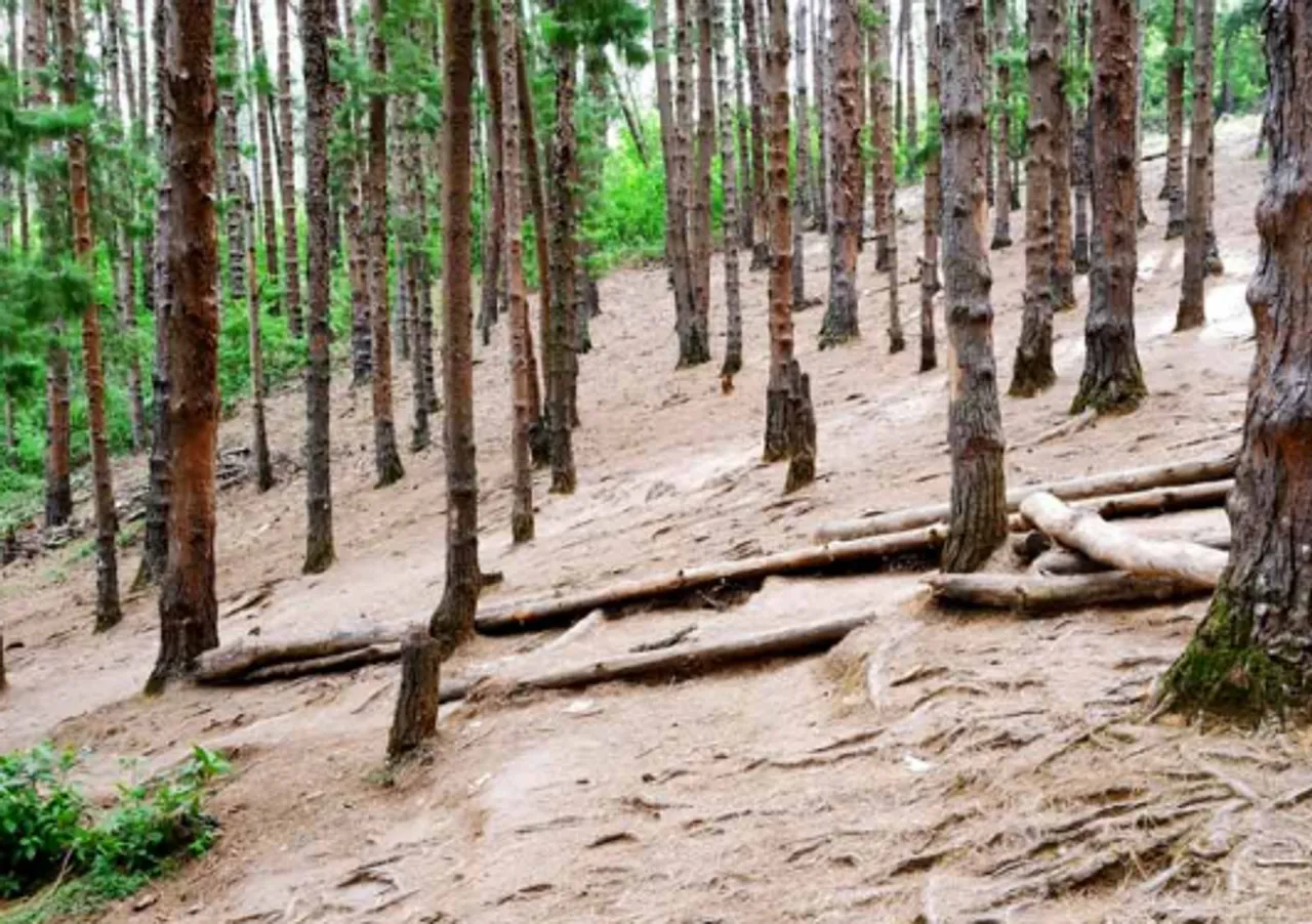 ooty pine forest