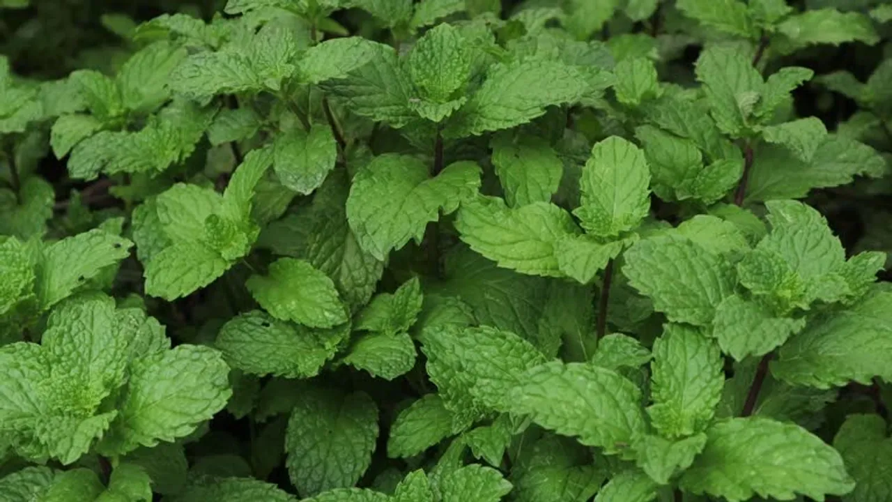 mint leaves