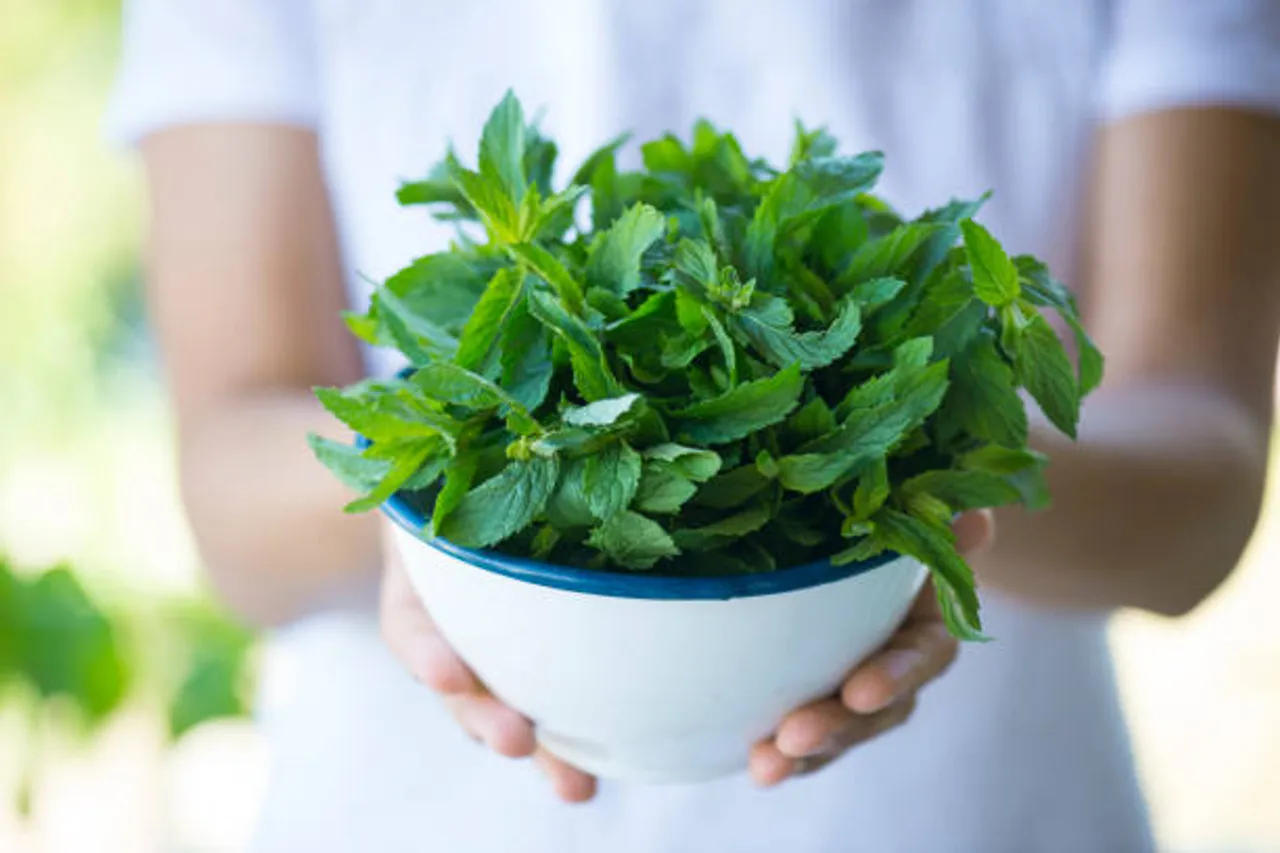 mint leaves