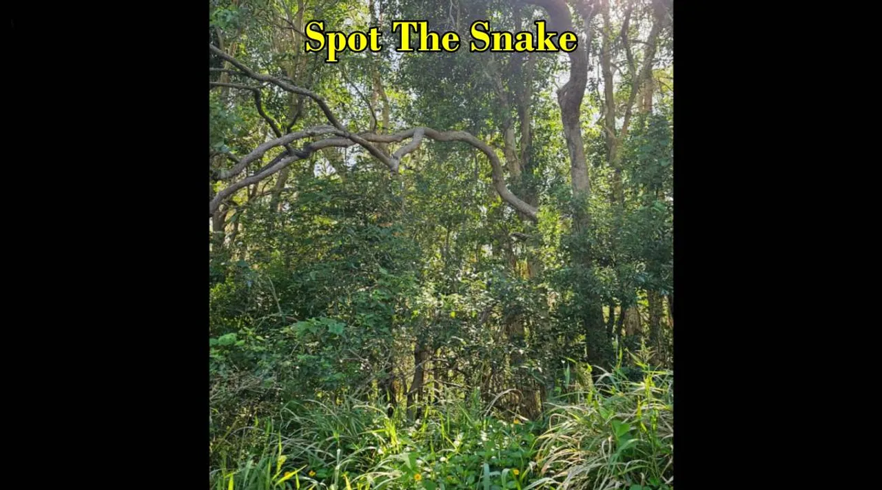 Snakefind 