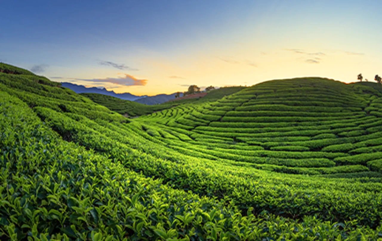 ooty tea estate
