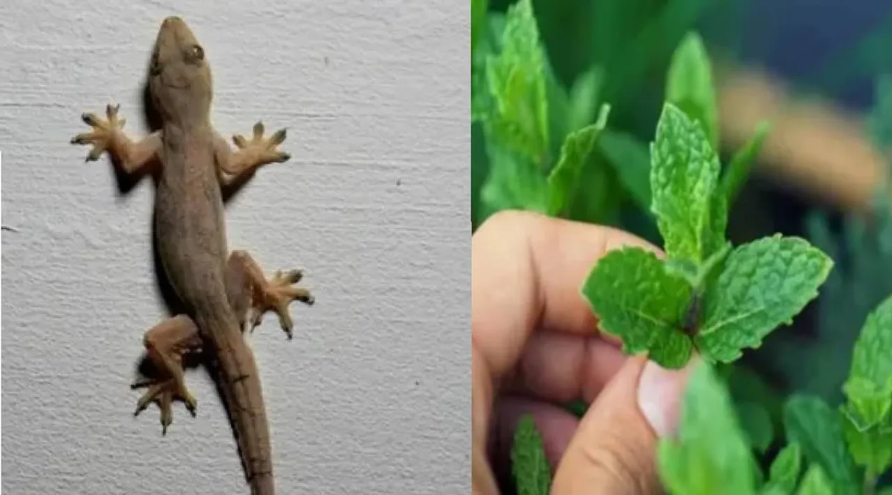 Lizard repellent
