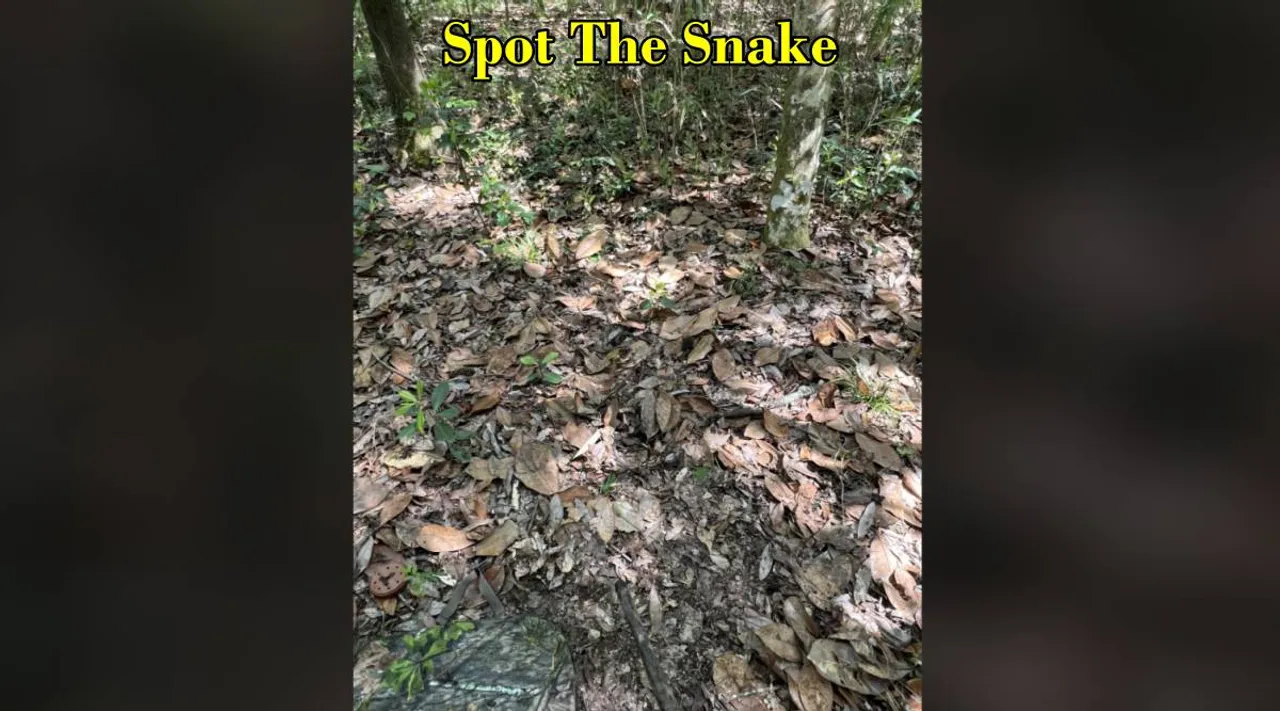 snake