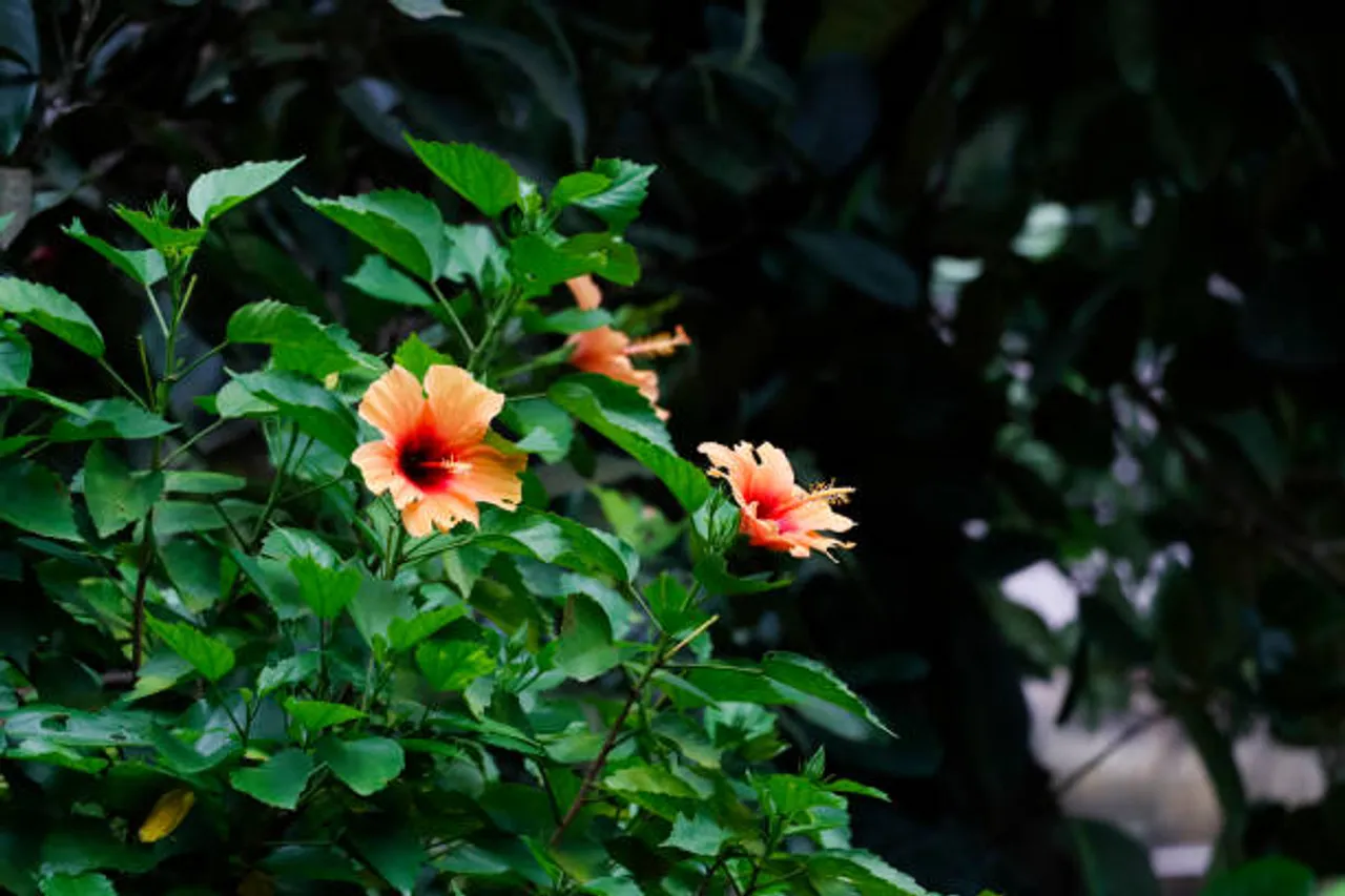 hibiscus