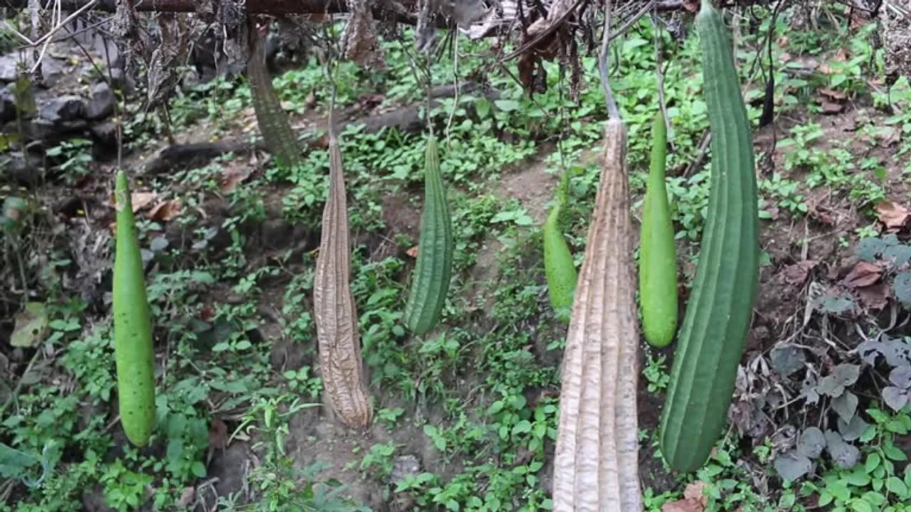ridge gourd