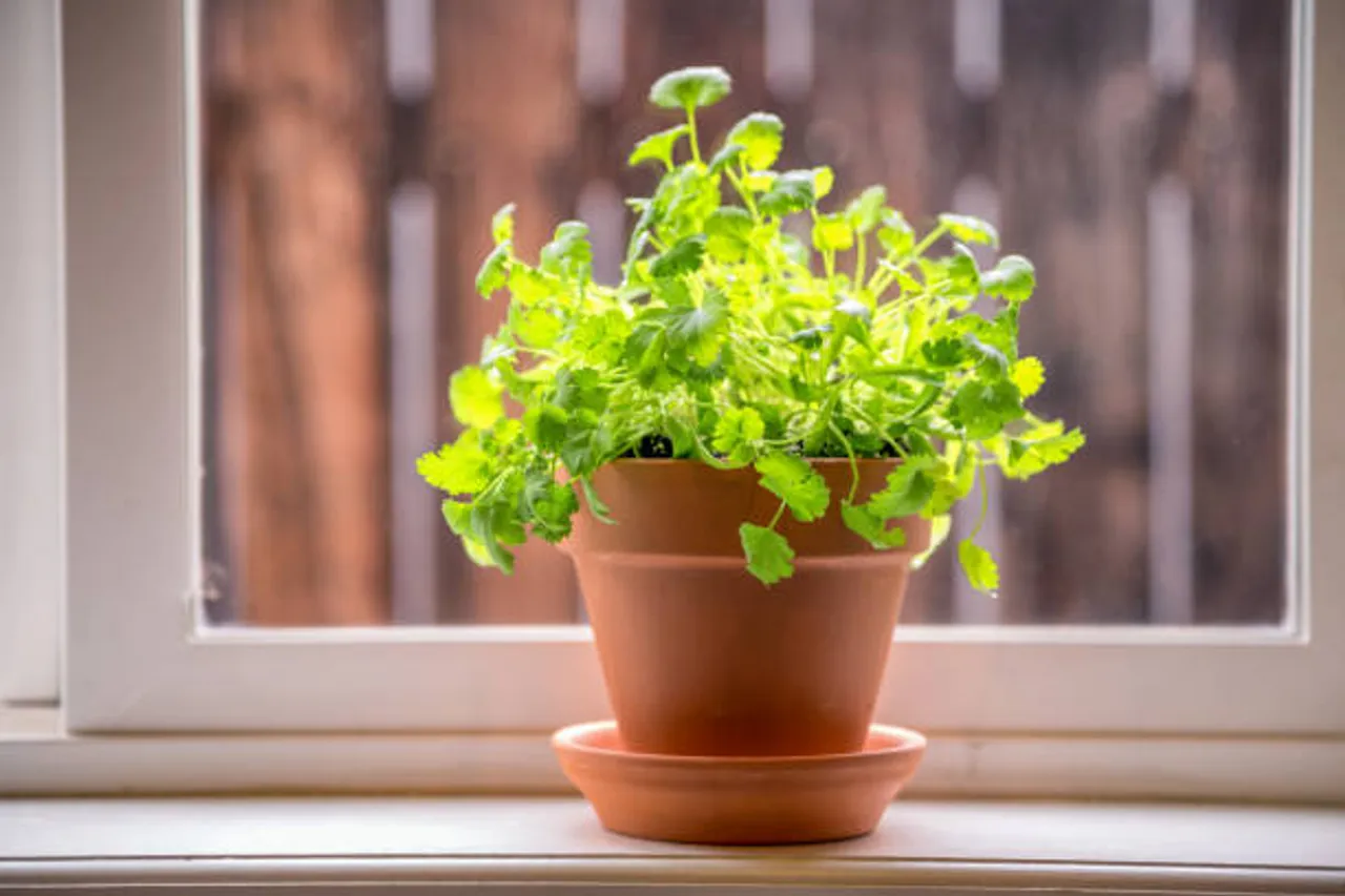 coriander plant