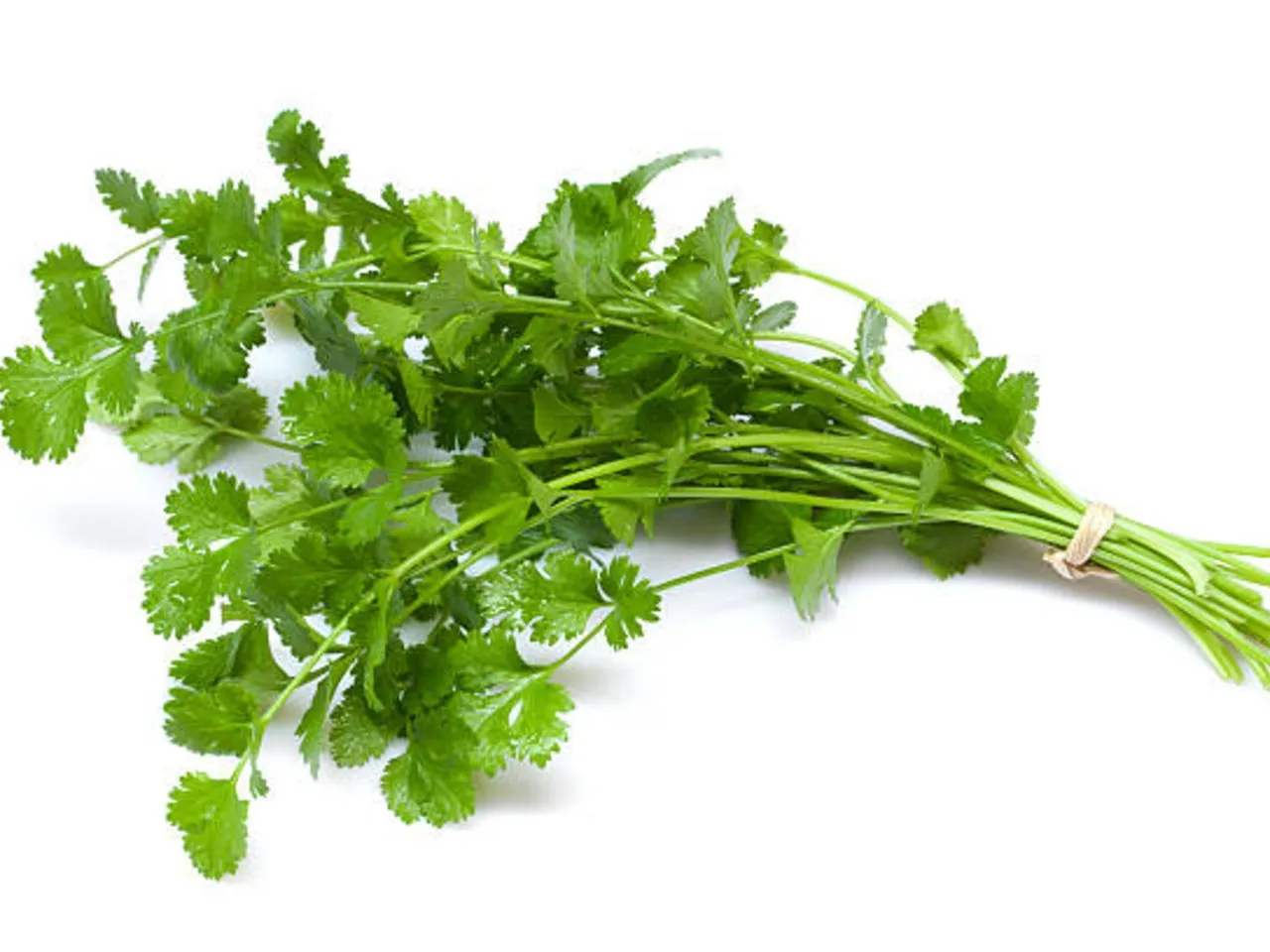 coriander plant