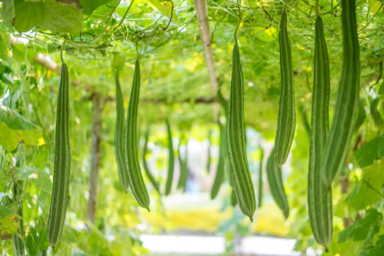 ridge gourd
