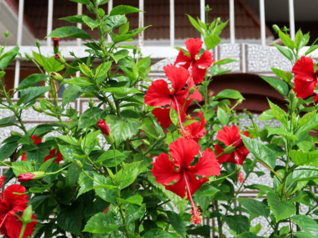 hibiscus