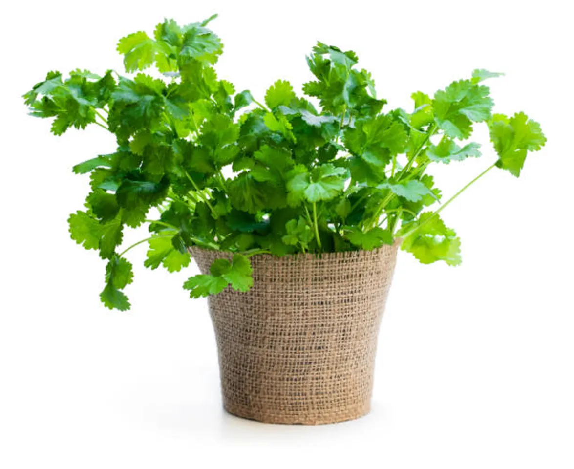 coriander plant