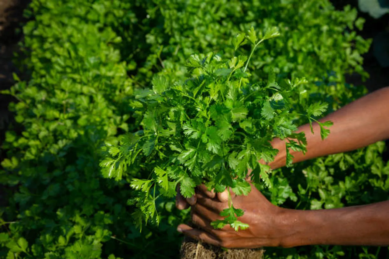 coriander plant
