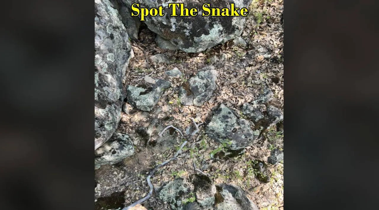 snake