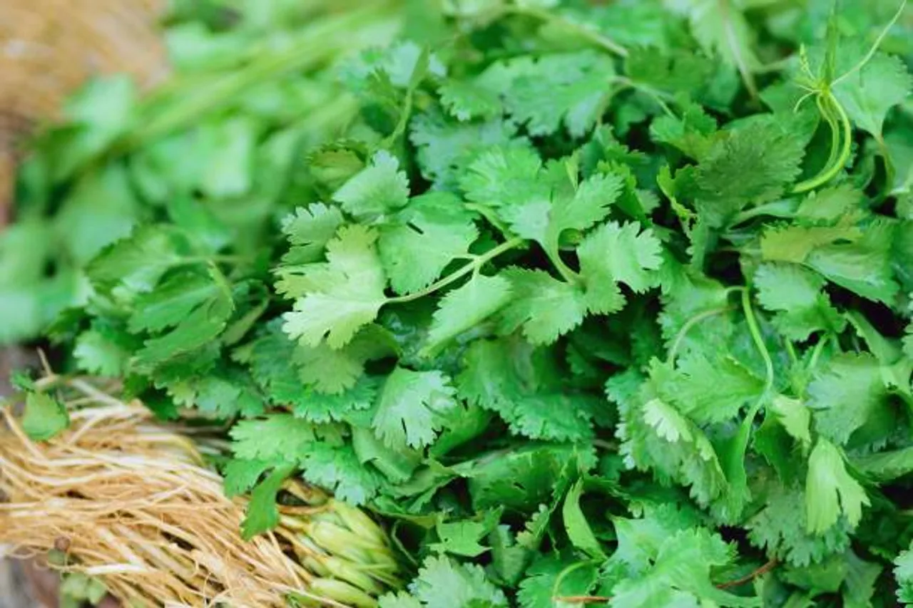 coriander plant