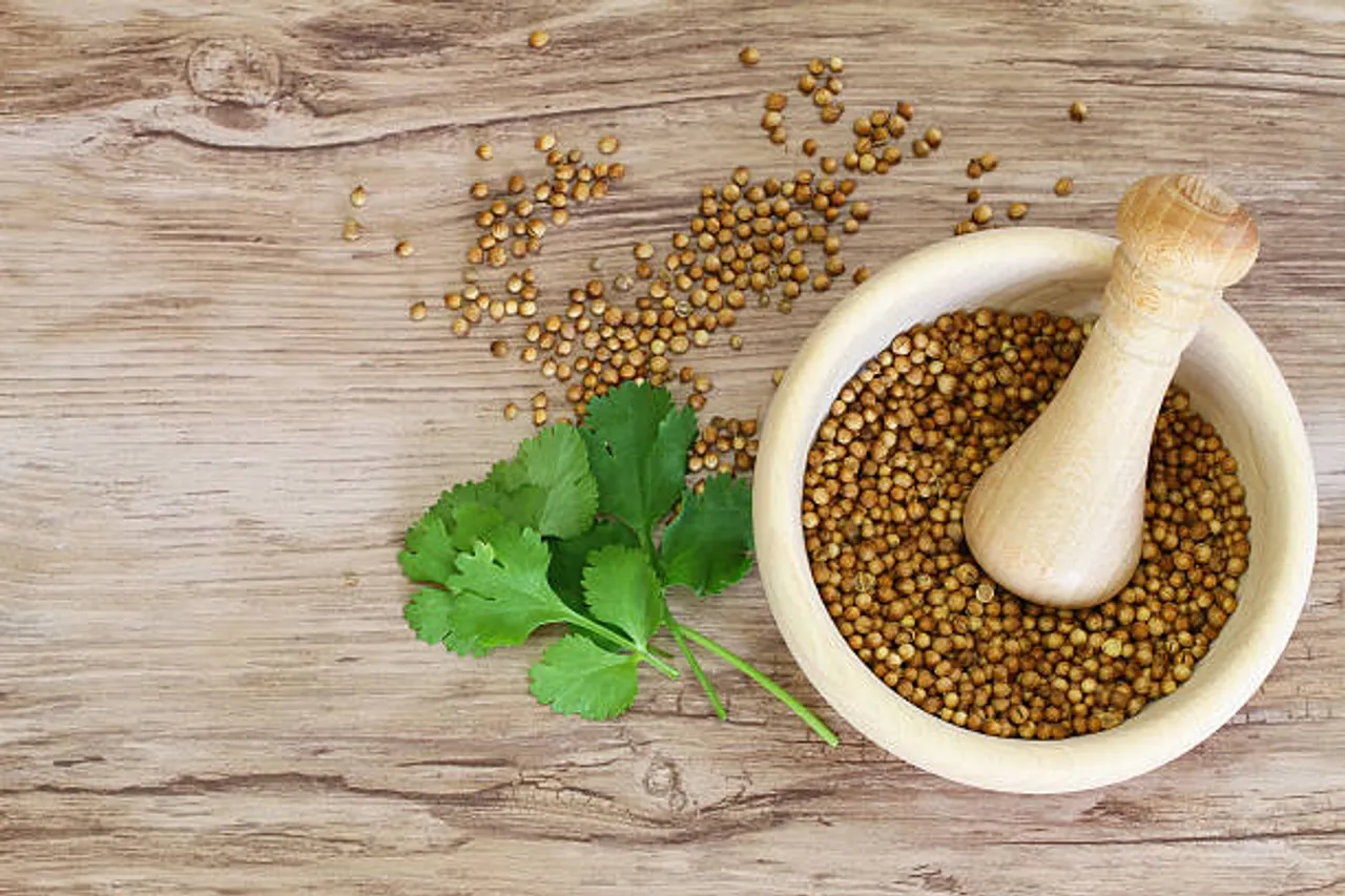 coriander plant