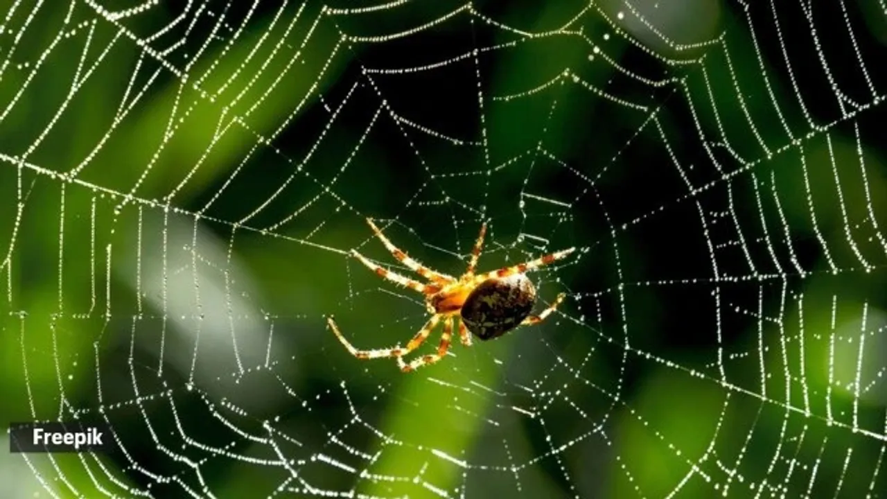 Spider 