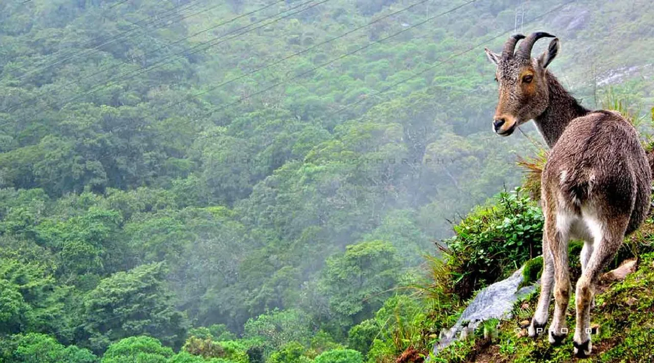 Eravikulam National park