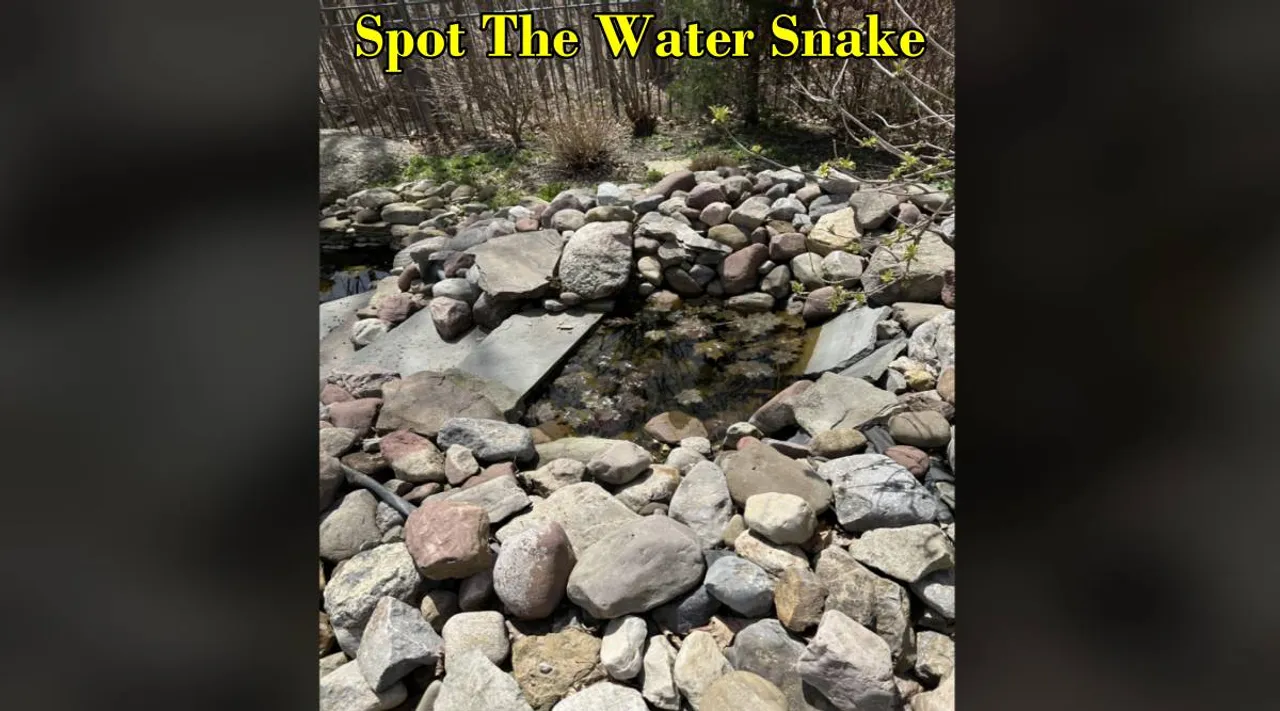 Water Snake