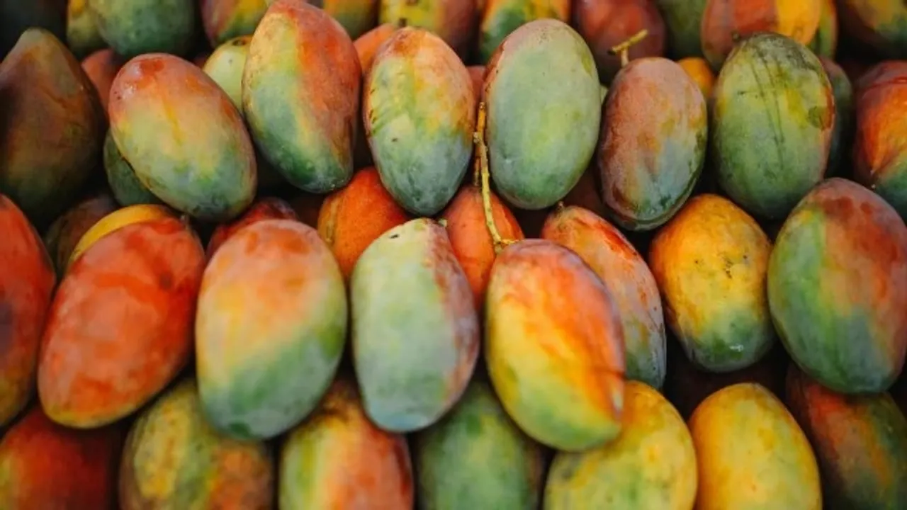 artificially ripened mango