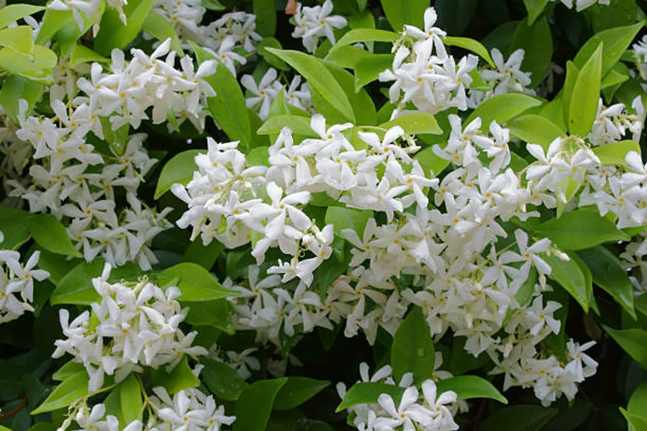 jasmine