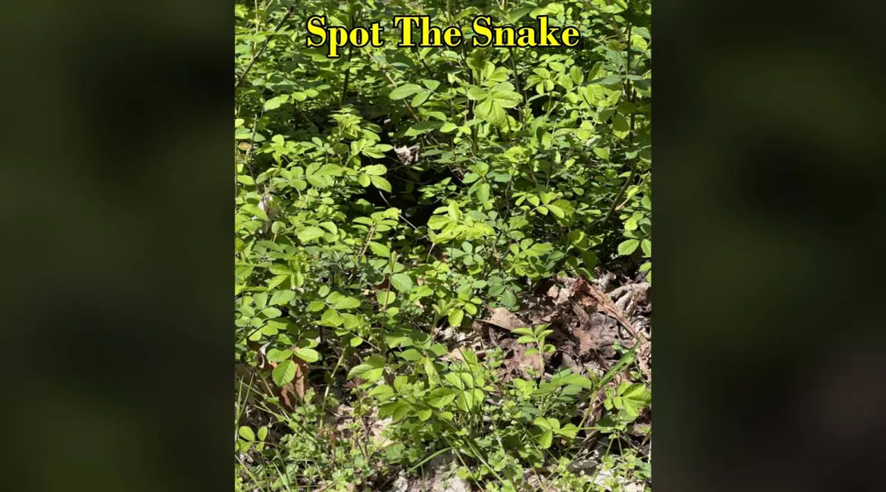 snake