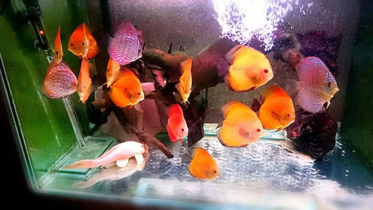 fish tank
