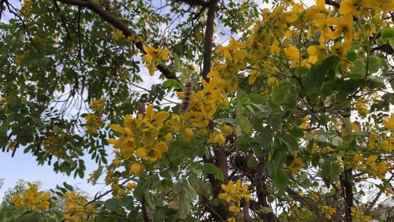 Tanner's cassia
