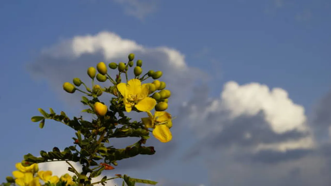 Tanner's cassia