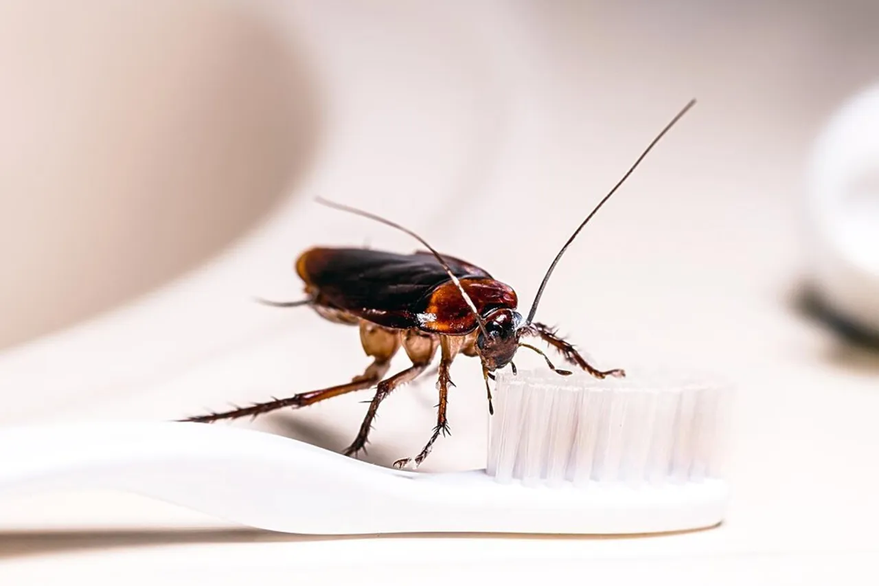 how to get rid of cockroach tips