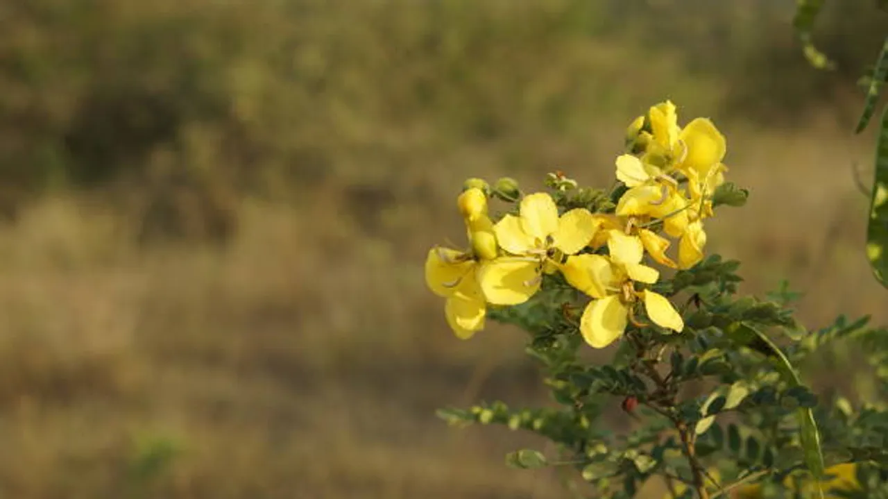 Tanner's cassia