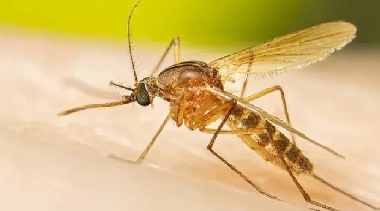 Mosquito repellent 
